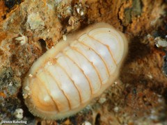 Leptochiton algesirensis