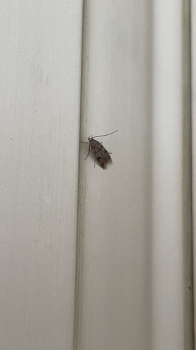 photo of Brown House Moth (Hofmannophila pseudospretella)