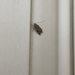 photo of Brown House Moth (Hofmannophila pseudospretella)
