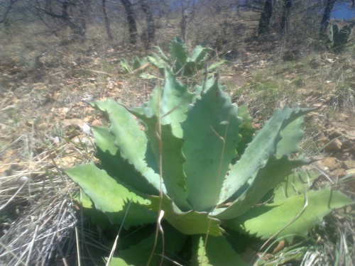 Butterfly Agave