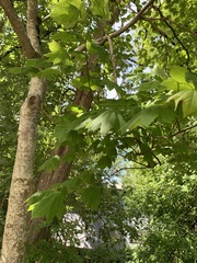 Acer circinatum