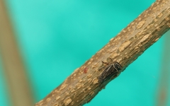 Mesargus