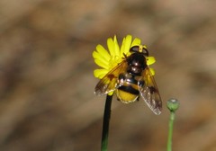 Volucella elegans