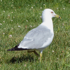 Larus delawarensis