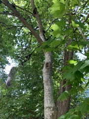 Acer circinatum