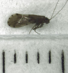 Austropsocus apicipunctatus