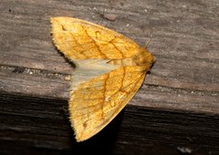 Xanthia rectilineata