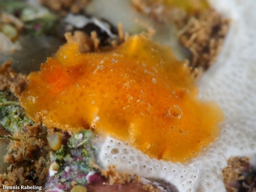 Representative image of Baptodoris cinnabarina