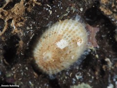 Diodora canariensis