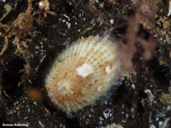Diodora canariensis
