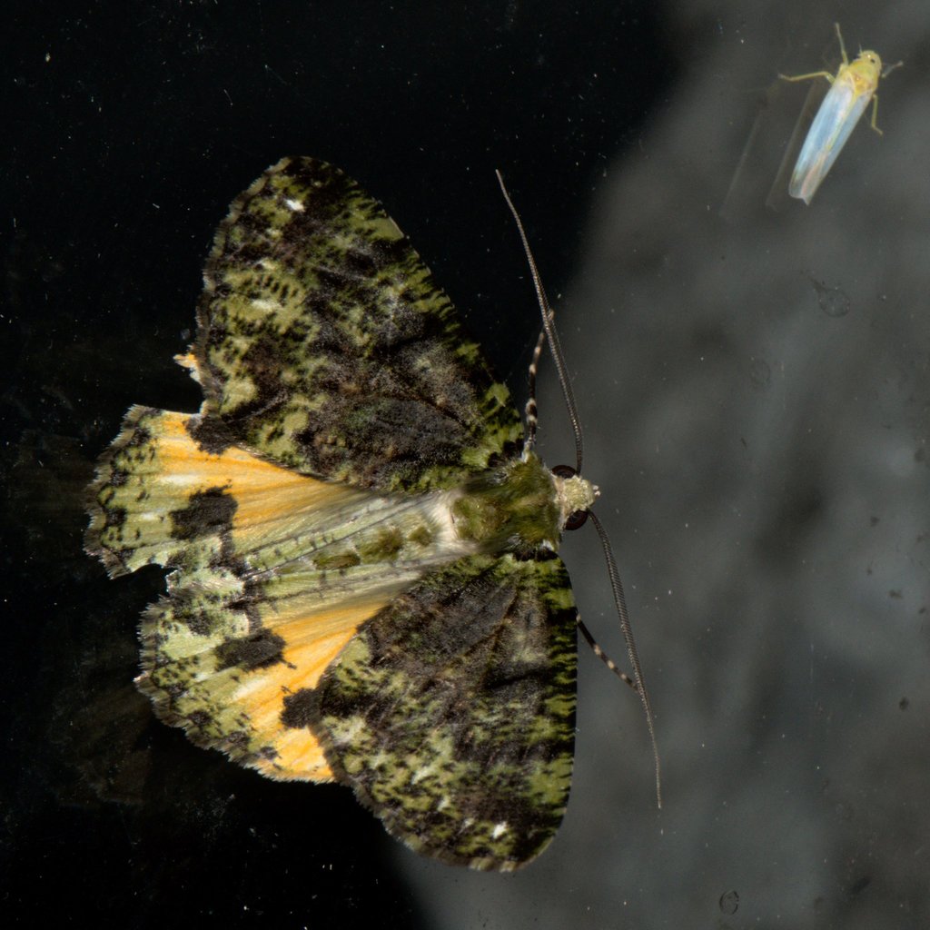 Dindicodes moelleri
