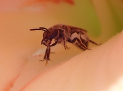 Lasioglossum
