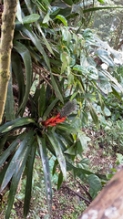 Aechmea ornata