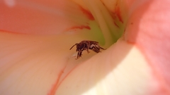 Lasioglossum