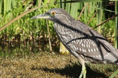 Nycticorax nycticorax