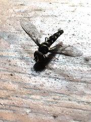 Ocyptamus gastrostactus