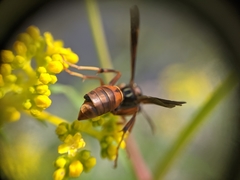 Strepsiptera