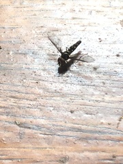 Ocyptamus gastrostactus