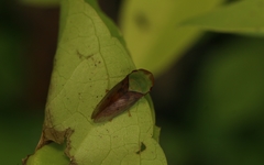 Petalocephala signata