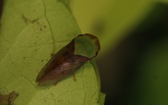 Petalocephala signata