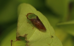 Petalocephala signata