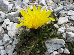 Crepis terglouensis