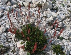 Rumex nivalis