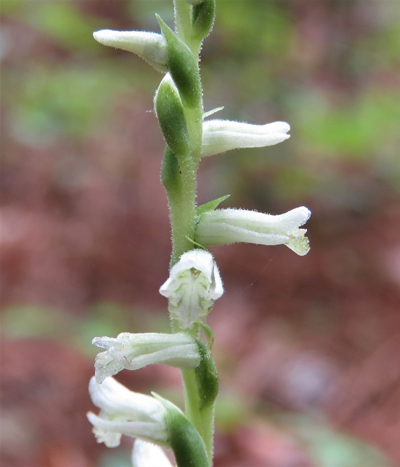 Spiranthes praecox