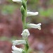 Grass-leaved Ladies' Tresses - Photo (c) j_appleget, some rights reserved (CC BY-NC), uploaded by j_appleget