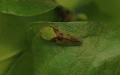Petalocephala signata