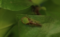 Petalocephala signata