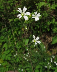 Cerastium subtriflorum