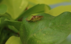 Petalocephala signata