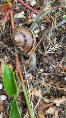 Helix lucorum