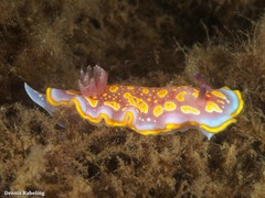 Felimida luteopunctata