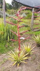 Tillandsia secunda