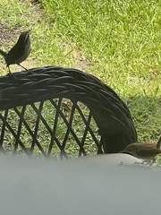 Thryothorus ludovicianus