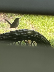 Thryothorus ludovicianus