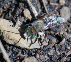 Hoplitis fulgida