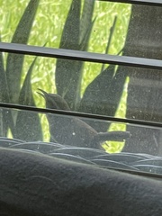 Thryothorus ludovicianus