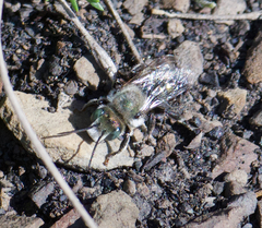 Hoplitis fulgida