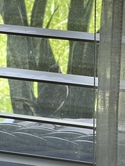 Thryothorus ludovicianus