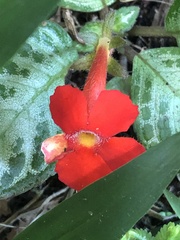 Episcia reptans