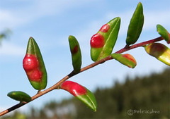 Exobasidium rostrupii