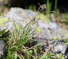 Carex curvula