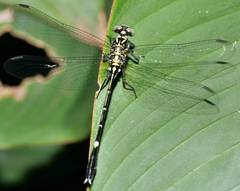 Euthygomphus