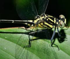 Euthygomphus