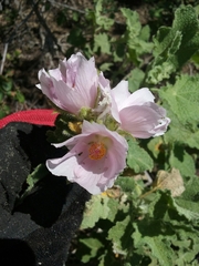 Malacothamnus lucianus