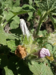 Malacothamnus lucianus