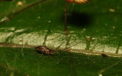 Paronellidae